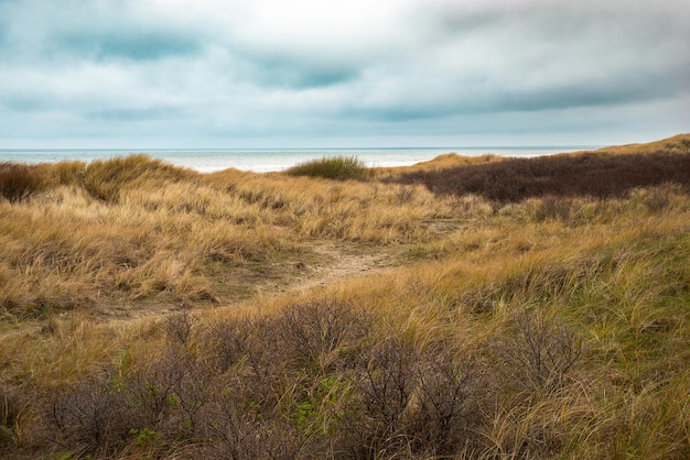 Пляжный пейзаж с тростником и песком на Северном море в Нидерландах Вейк-ан-Зее недалеко от Амстердама