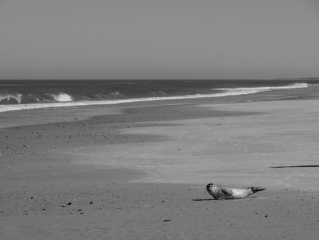 the beach of langeoog