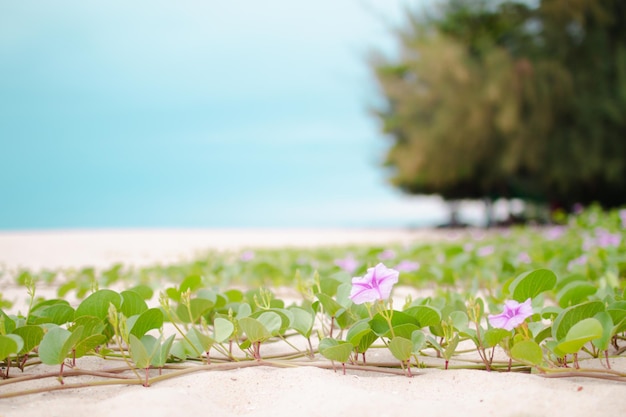 La gloria mattutina della spiaggia fiorisce al mattino a prachuap khiri khan thailandia