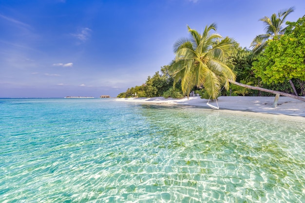 Beach nature concept. palm beach in tropical idyllic paradise island. exotic landscape for dreamy