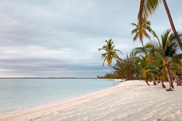 beach, nature, sea, summer and leisure concept - tropical beach with palm trees