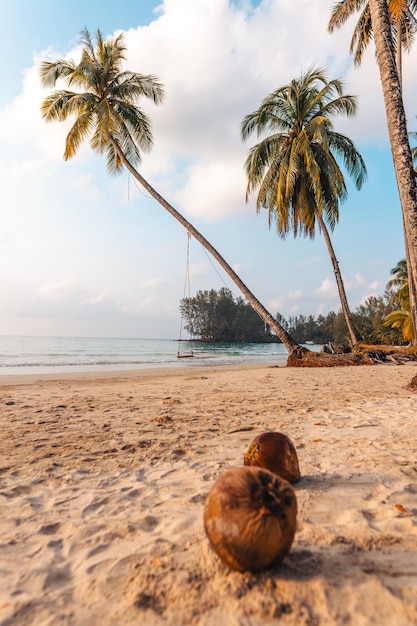 Beach and palm trees in the morning on the island