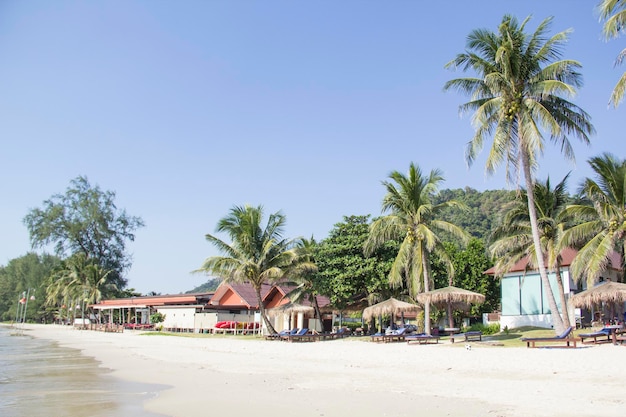 Пляж на курорте окружен пальмами.