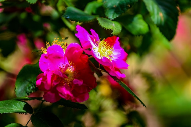 Beach rose Rosa rugosa flowers