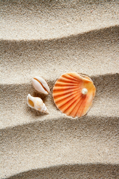 Foto vacanze estive del guscio della vongola della perla della sabbia della spiaggia