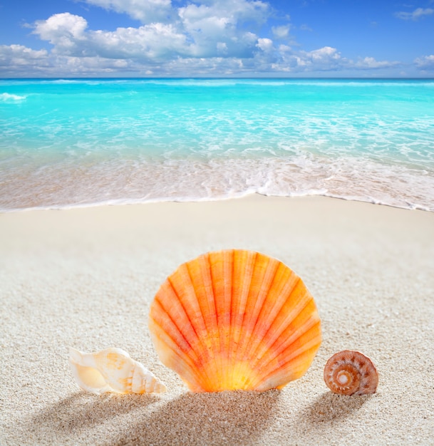 beach sand shell tropical perfect summer vacation