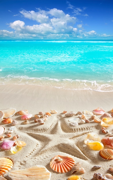 beach sand starfish print caribbean tropical sea