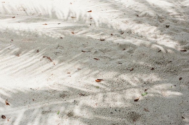 Spiaggia di sabbia con ombra di foglie di palma