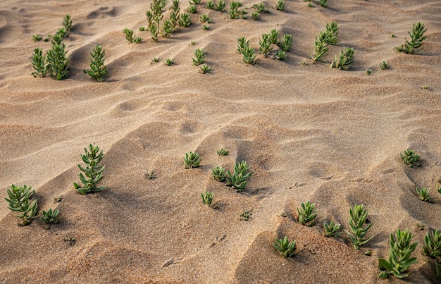 Beach sand with small plants and bird tracks in closeup Sand dunes on a sunny summer day