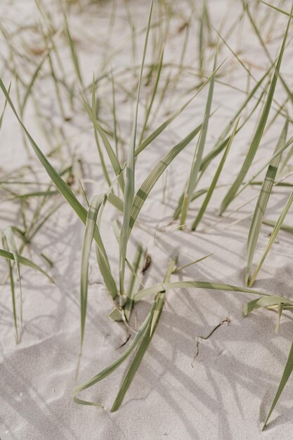 Пляжная сцена с травой в песчаной дюне