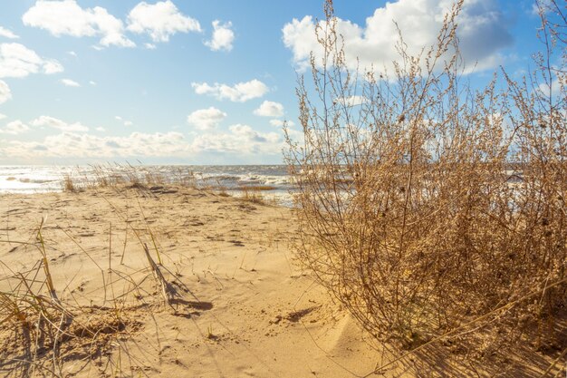 Beach Scene with sand sea dune grasses and sky