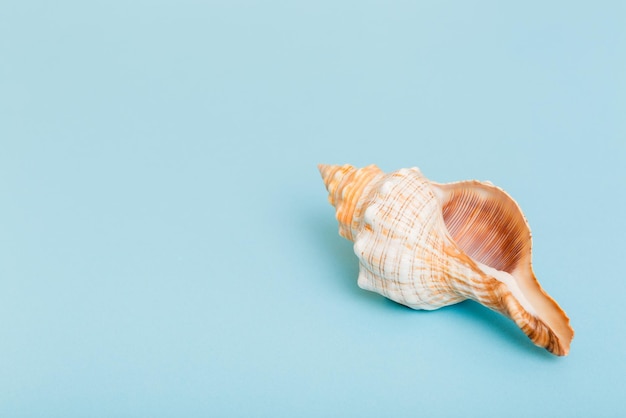 Beach seashells on colored background Mock up with copy space