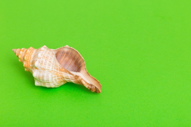 Beach seashells on colored background Mock up with copy space