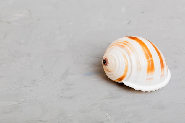 Beach seashells on colored background Mock up with copy space