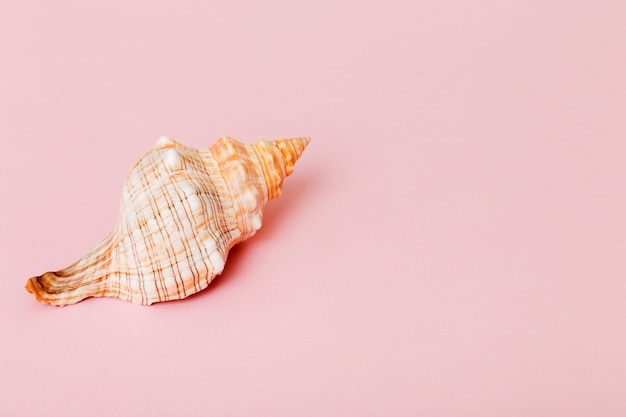 Photo beach seashells on colored background mock up with copy space