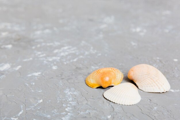 Beach seashells on colored background Mock up with copy space