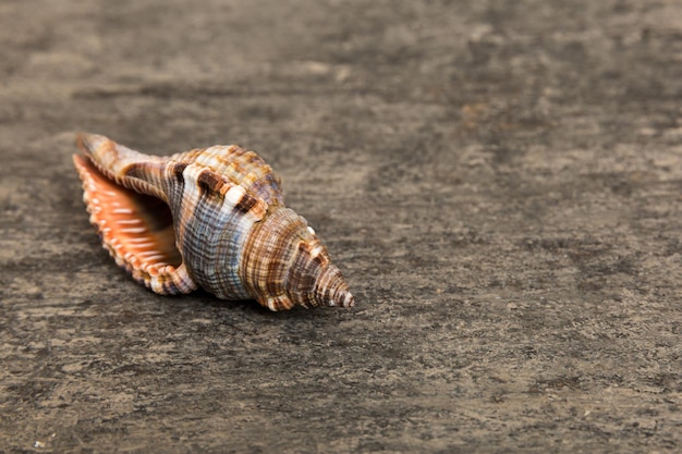 Beach seashells on colored background Mock up with copy space