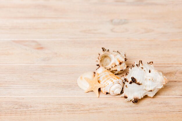 Beach seashells on colored background Mock up with copy space