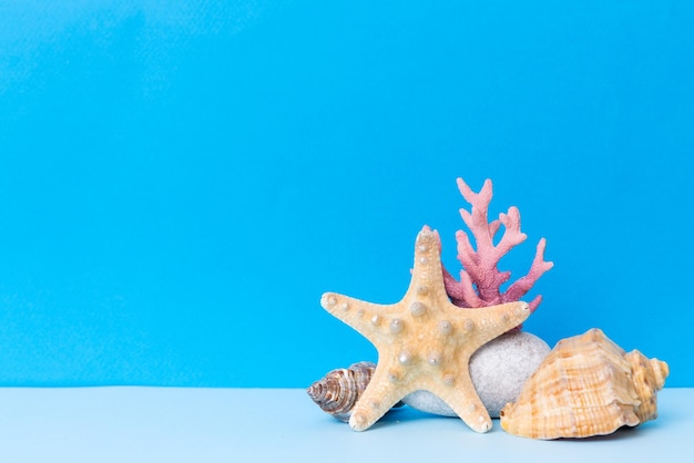 Beach seashells on colored background Mock up with copy space