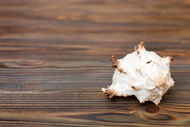 Beach seashells on colored background Mock up with copy space