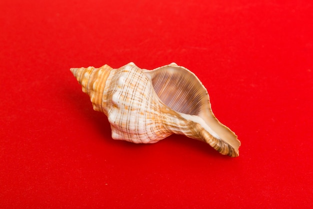 Beach seashells on colored background Mock up with copy space