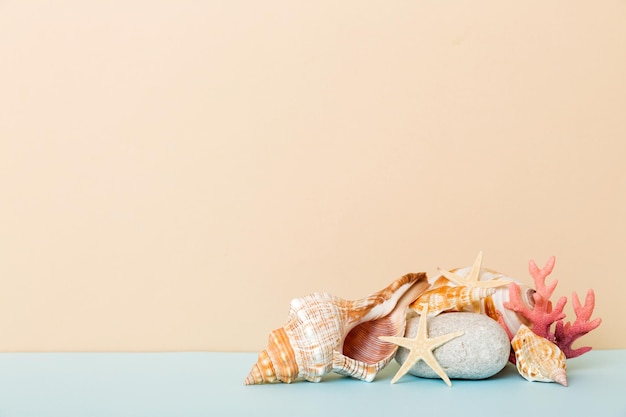 Beach seashells on colored background Mock up with copy space