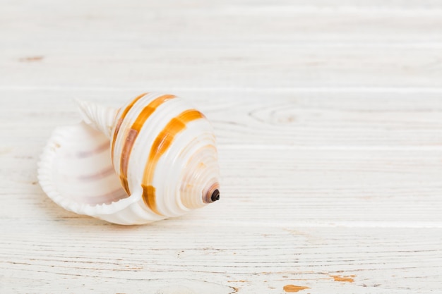 Beach seashells on colored background Mock up with copy space