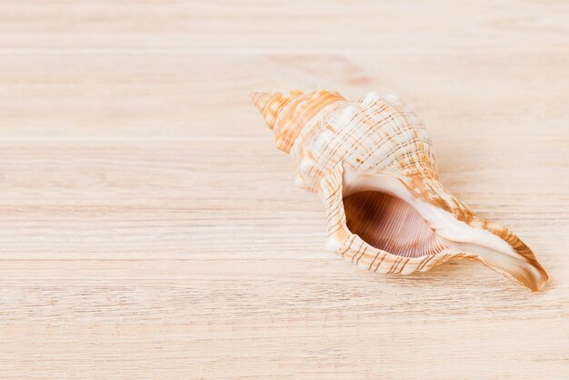 Beach seashells on colored background Mock up with copy space