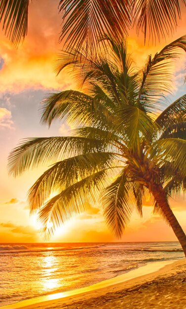 Photo beach seaside sunset sunset sunrise coconut trees island coconut forest