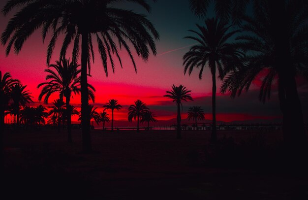 Photo beach seaside sunset sunset sunrise coconut trees island coconut forest