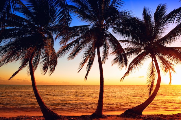 Beach seaside sunset sunset sunrise coconut trees island coconut forest