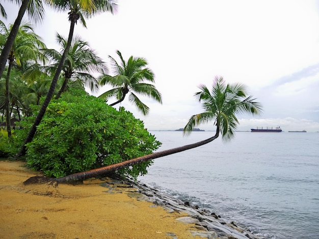 The beach on Sentosa island Singapore