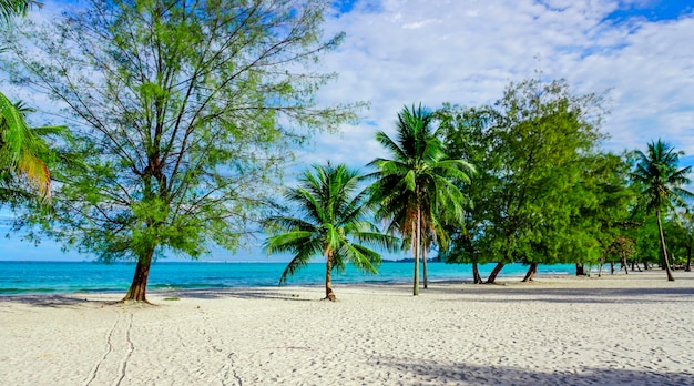 Beach in Sihanoukville Palm trees and blue sea