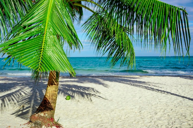 Пляж в Сиануквиле Пальмовые деревья и голубое море