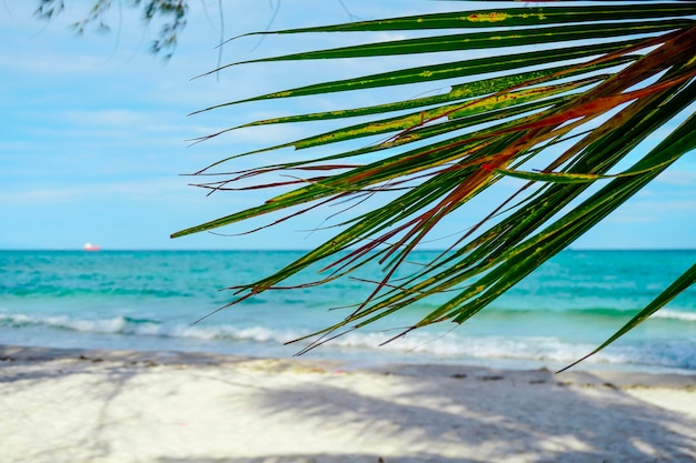 Beach in Sihanoukville Palm trees and blue sea