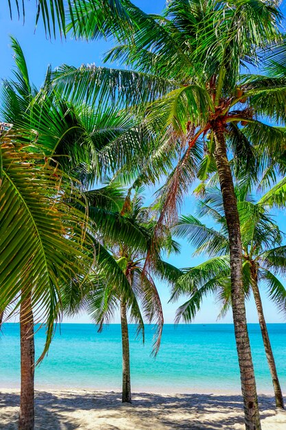 Photo beach in southeast asia palm trees and blue sea heavenly place