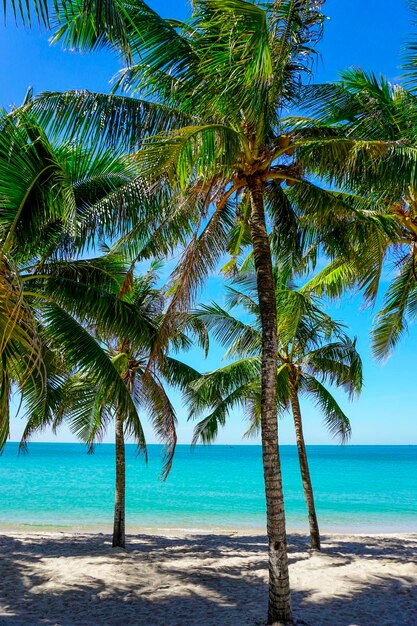 Beach in southeast asia Palm trees and blue sea heavenly place