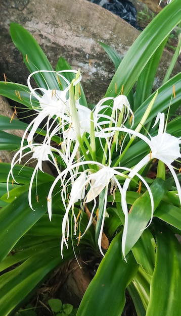 Photo beach spider lily plant