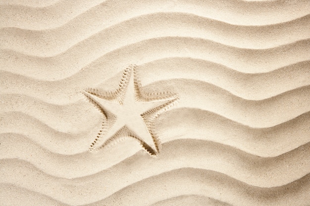 Spiaggia stella marina stampa bianco caraibico sabbia estate