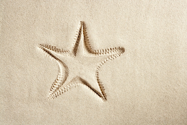 beach starfish print  white caribbean sand summer