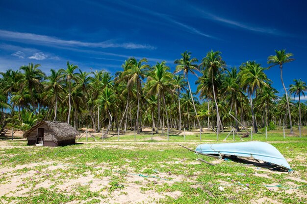 Beach and tropical sea