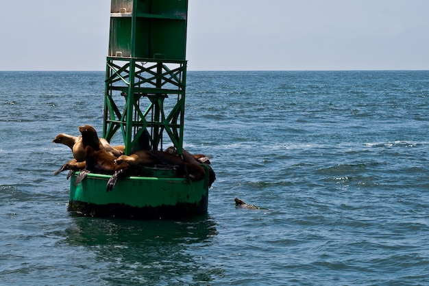 пляж США Калифорнийские морские львы