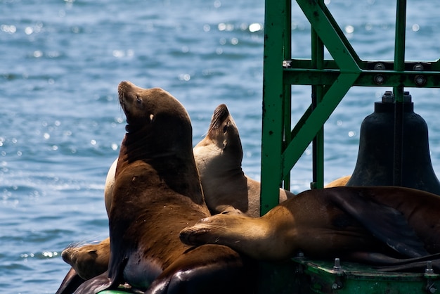 Photo beach usa california sea lions