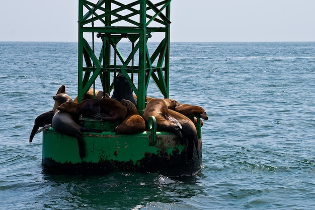 beach USA California sea lions