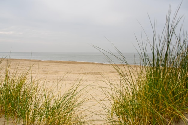 Beach view from the path sand between the dunes at dutch coastline marram grass netherlands