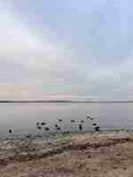 Photo a beach with birds on it and a sky with clouds in the background