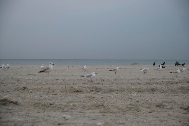 A beach with a few seagulls on it and a bird on the sand.