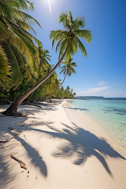 A beach with palm trees on it and the sun shining on the water.