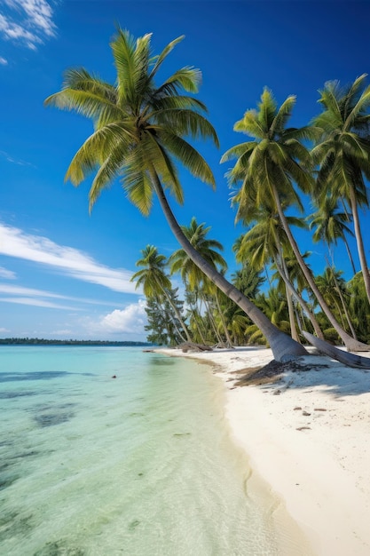 A beach with palm trees and the ocean in the background