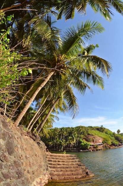 Beach with palm trees